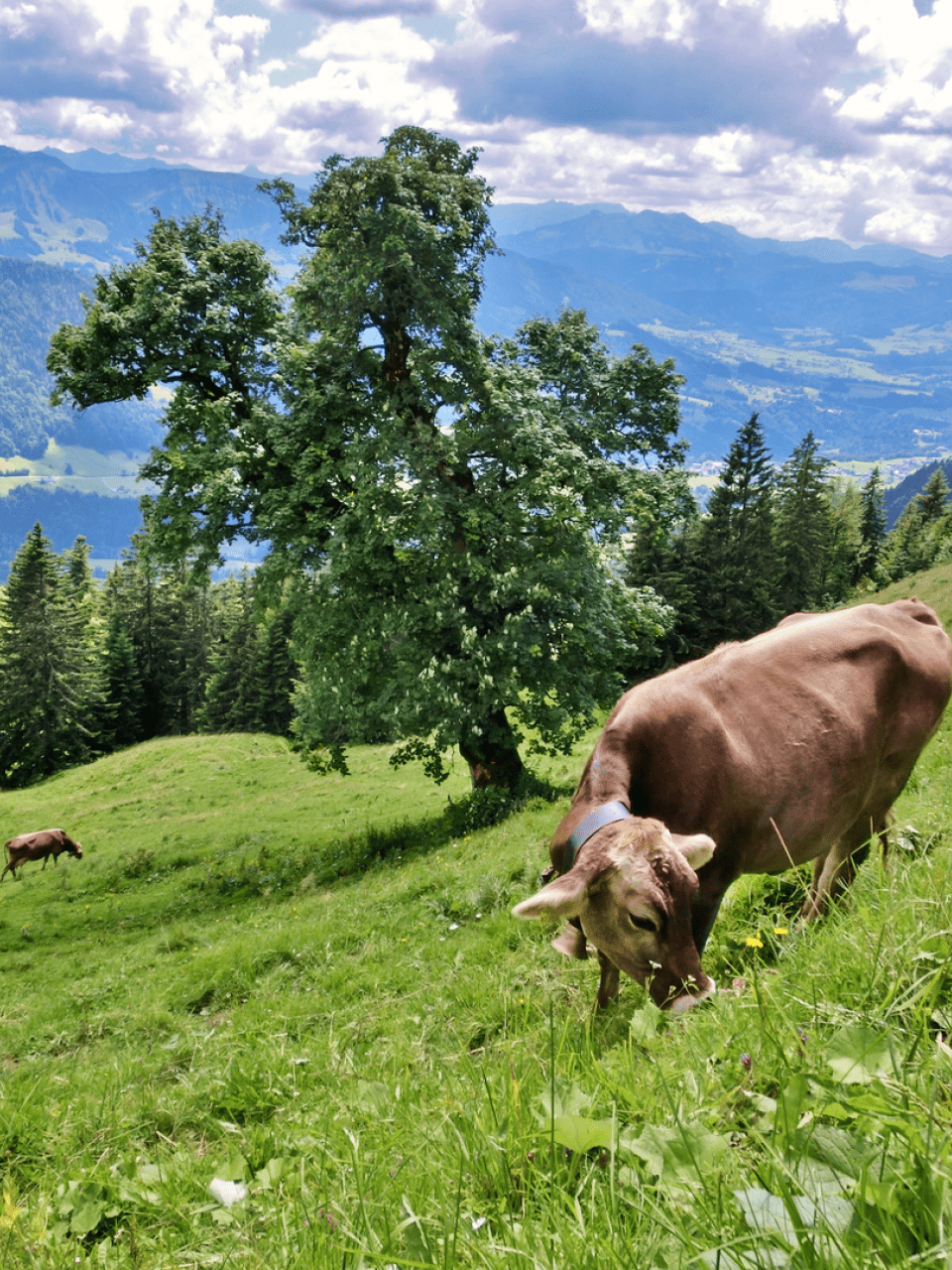 Kuh auf Bergwiese Käsestraße